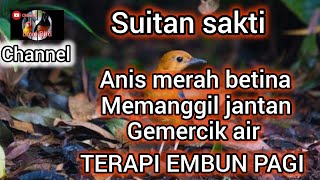 suitan sakti anis merah betina memangil jantan pancingan gemerci air terapi embun pagi