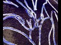 Hunt Slonem S TANZANITE 2019 Hunt Slonem S TANZANITE 2019