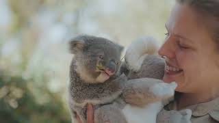Tiny Koala Joey loves cuddling plush toy and zookeeper