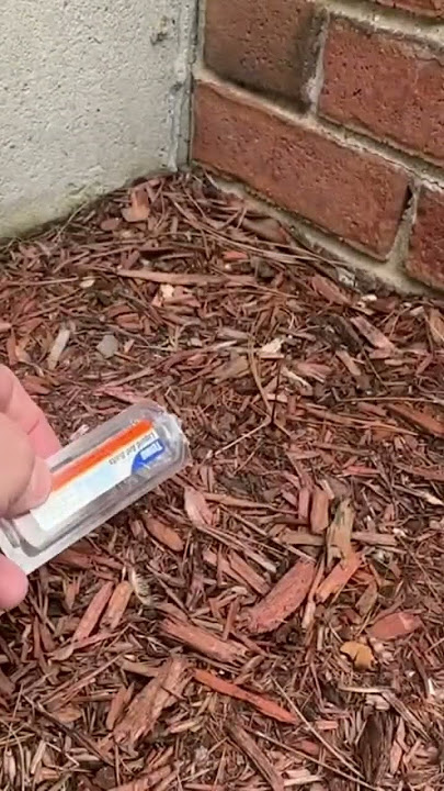 TERRO T300 Liquid Ant Bait Stations How to set the trap