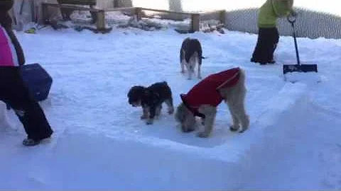 Puppies playing