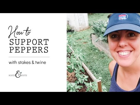 Vídeo: Staking Pepper Plants: Melhor Maneira de Stack Peppers