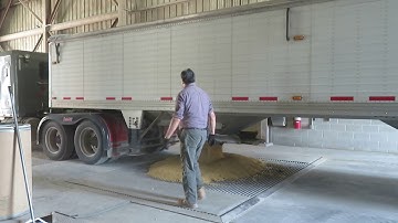 Unloading local hopper truck of soybeans into pit