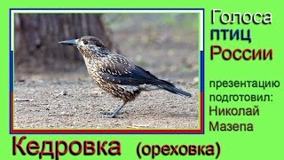 Кедровка. Голоса птиц России Кедровка. Голоса птиц России
