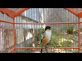 Yuk Segera Atasi Cendet Bisu Anda Dengan Suara Gacoran Cendet Ini Pasti Bakalan Bunyi Gacor Ngerol Mp3 - Mp4 Download