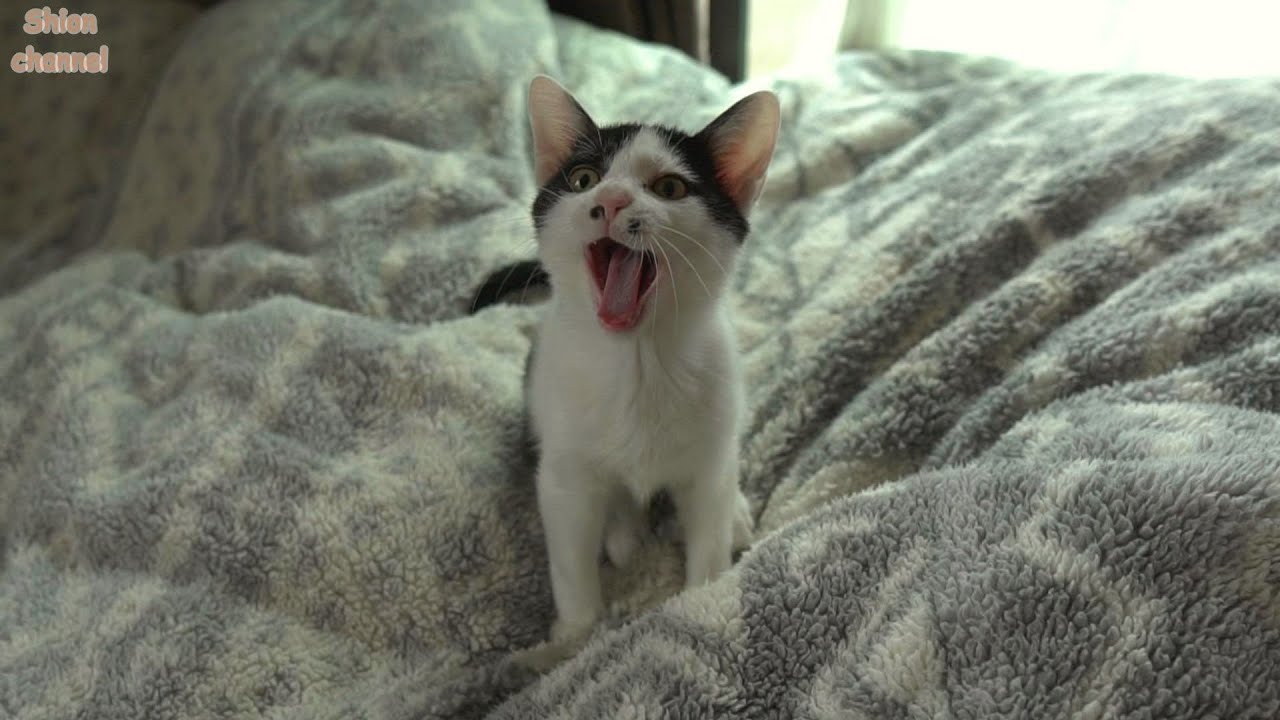 寒い日の朝はなかなかエンジンがかからない猫たち ＆ お餅兄弟のその後…