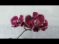 Цветение орхидеи phal. Summer Breath '401'