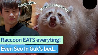 RACCON's Mukbang! They are so adorable when eating something. #SeoInGuk