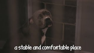 Perfect Pet | Waco animal shelter taking donations