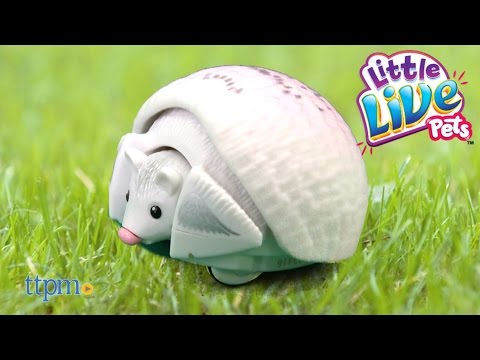 little live pets hedgehog