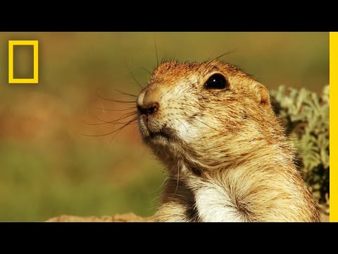 Prairie Dog Emergency Alert System | America's National Parks Instructional Video Prairie Dog Emergency Alert System | America's National Parks Instructional Video