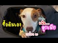 หมาซื้อติมกินเอง ไปแบ่งลูกเมีย! |ไข่ต้ม super100