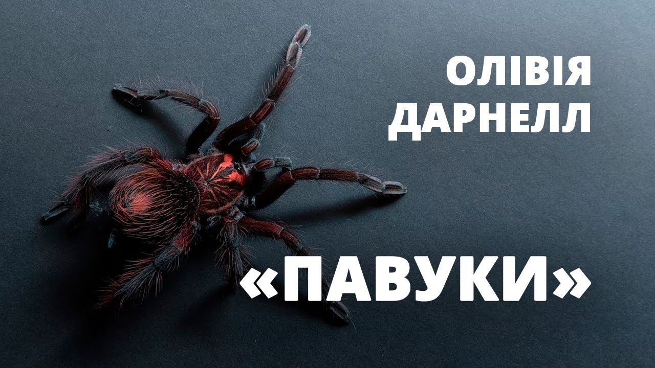 Різдвяні павуки