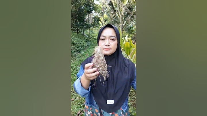 Sarang burung berisi dua mustika merah putih merdeka #mistis #vidio #viral