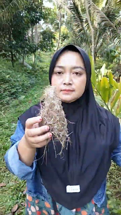 Sarang burung berisi dua mustika merah putih merdeka #mistis #vidio #viral
