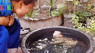 Obedient Monkey Koko Happily To Swim And Playing Wit Momma || Koko So Smart In Swimming