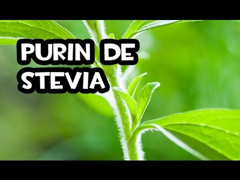Abono Liquido para el Crecimiento de tus Plantas | Purin de Stevia