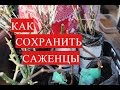 Как Сохранить Саженцы до Высадки в Открытый Грунт.