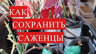 ⁣Как Сохранить Саженцы до Высадки в Открытый Грунт.