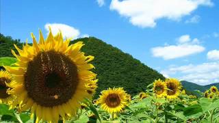 ヨーシ「夏のメロディ」