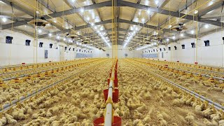 Visit the BILLION dollars chicken cow pig farm changed the farming world. Incredible poultry farming