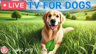 Download Lagu 🔴24 Hours of Dog TV🎵🐶Calming Music to Help Dogs Sleep🐾🩷Soothing Music for Dogs with Stress \u0026 Anxiety MP3 Download Lagu 🔴24 Hours of Dog TV🎵🐶Calming Music to Help Dogs Sleep🐾🩷Soothing Music for Dogs with Stress \u0026 Anxiety MP3