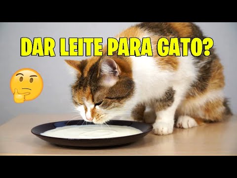 Vídeo: Os gatinhos devem beber leite?