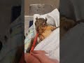 Heartwarming Squirrel Rescue – From Injury to Recovery ❤️🐿️