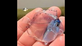 Most 10 beautiful fishes in the world by Universe Unique Animals 2 views 1 year ago 3 minutes, 55 seconds