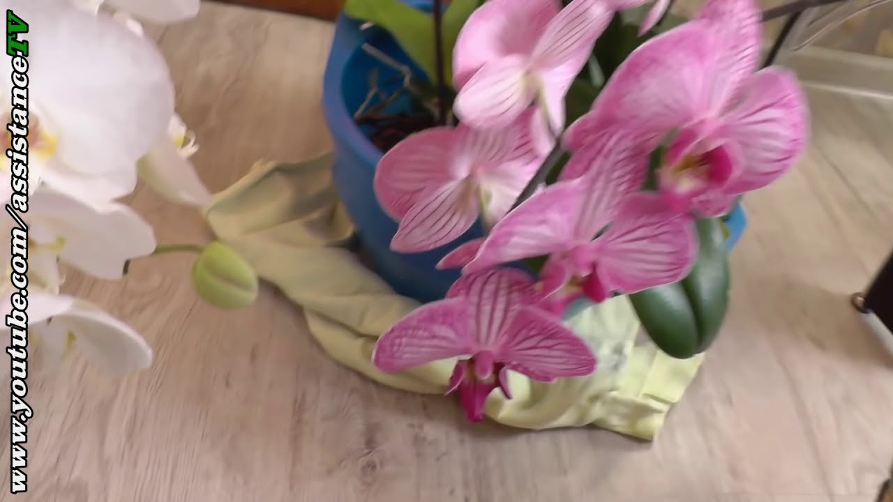 Подкормка орхидей / Мой Способ подкормки