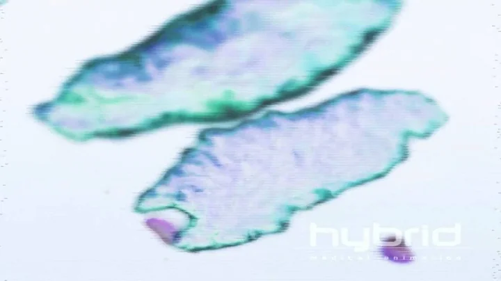 Macrophages engulfing pathogens (Hybrid Medical Animation) HD