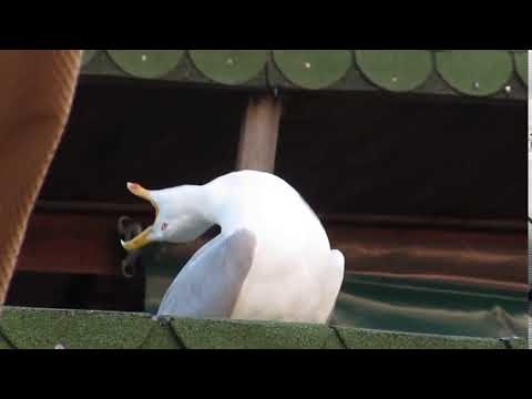 seagull-meme