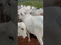 vacas 🐄