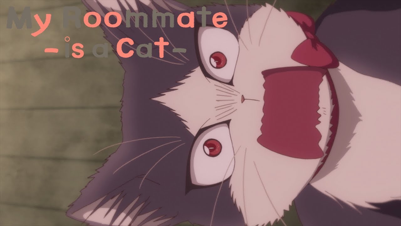 My Roommate is a Cat: um gato pode mudar vidas e estrelar o anime mais fofo  do ano - Elfo Livre