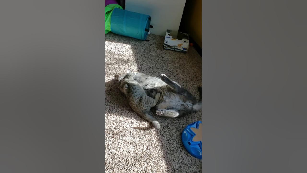 big cat vs small cat YouTube