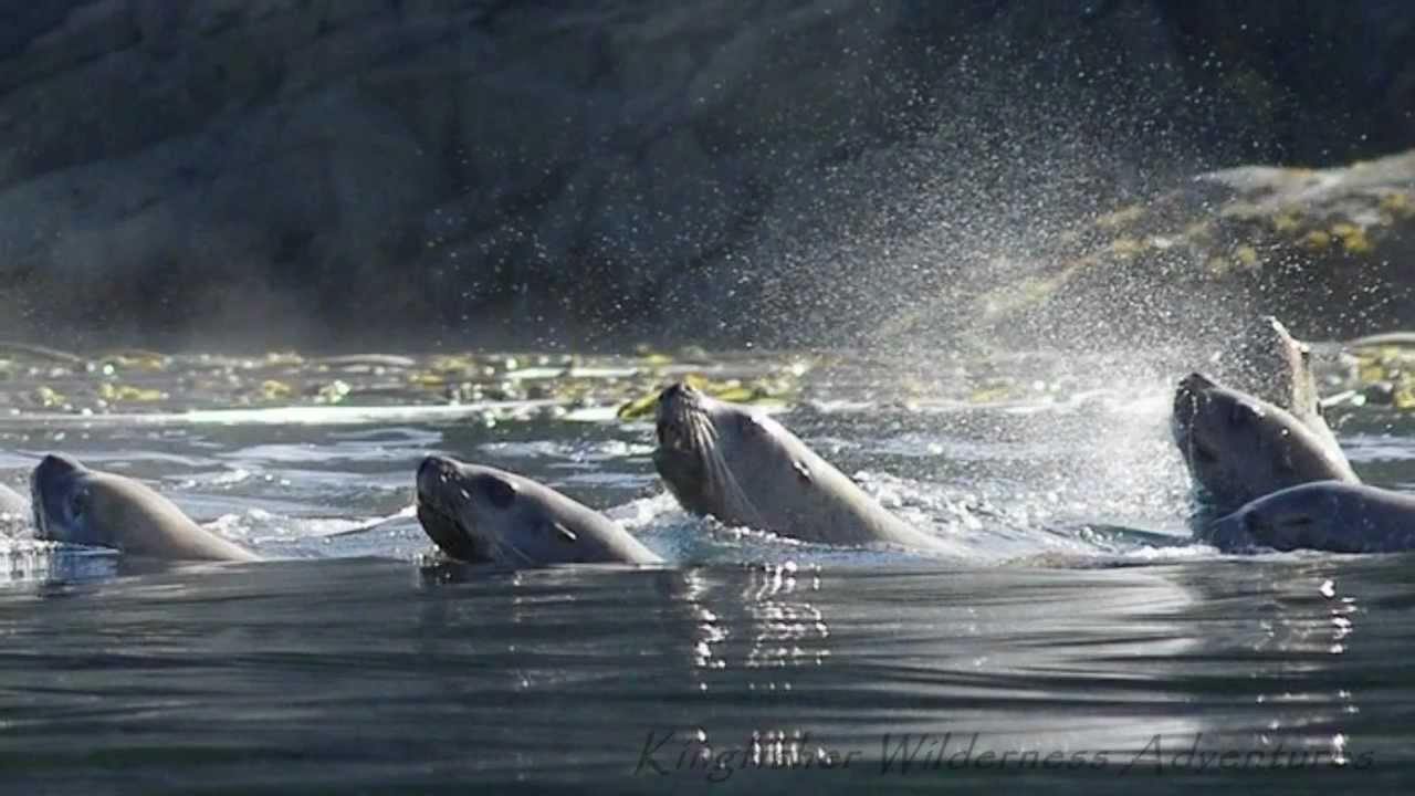 Sea Kayaking with Whales Orca Waters Base Camp YouTube