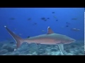 Le monde des requins 3d documentaire