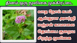 தினம் ஒரு மூலிகை முக்கிரட்டை தொப்பை குறைய மஞ்சள் காமாலை ஆஸ்துமா வாதம் கபம் நீங்க சிறந்த மூலிகை