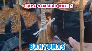 cara sambung kaki 5