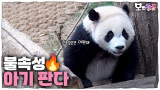 [오와둥둥] ep.4 바쁘다 바빠! 24시간이 모자란 불꽃효녀 후이와 루푼젤의 일상🔥│Panda World