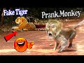Fake Tiger Prank Monkey and Dog Very Funny With Scaring Reaction