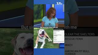 Mikey, the American pit bull terrier, looking for his forever home
