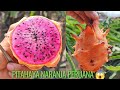 PITAHAYA NARANJA PERUANA😱 Orange peruana 🐉 Súper rica 😋