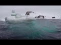 Half Moon Island, Antarctica by Zuzana Matejbusova - Amazing Planet