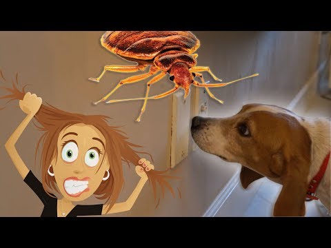 dog-finds-live-bed-bugs-inside-of-walls!-[4k]