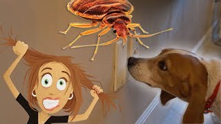 DOG FINDS LIVE BED BUGS INSIDE OF WALLS! [4K] by Dog Guru 4,858 views 6 years ago 2 minutes, 54 seconds