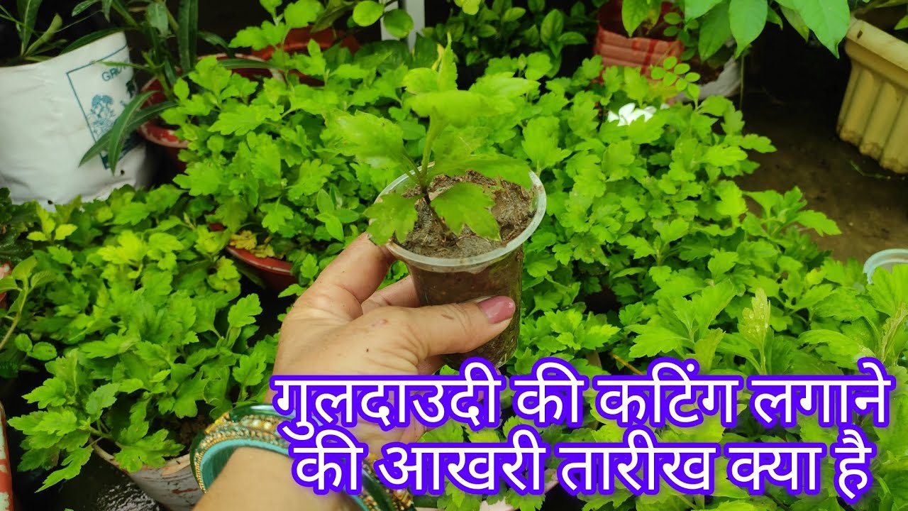 गुलदाउदी की कटिंग लगाने की आखिरी तारीख क्या है/What Is Growing Time Crysanthmum Plant Cutting ☘️