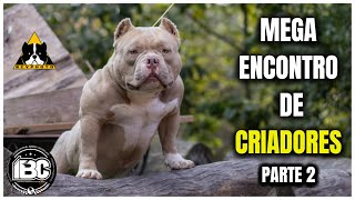 Mega encontro de criadores de american bully  Parte 2 | IBC | American Bully | Exotic Bully |Evento