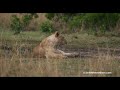 The Topi pride waking up in the morning light