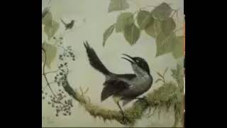 Nesli Tükenen Kauai Kuşunun Son Seslenişi